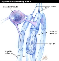 Oligodendrocyte making myelin