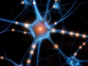 nervous system